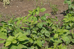 Cyamopsis tetragonoloba